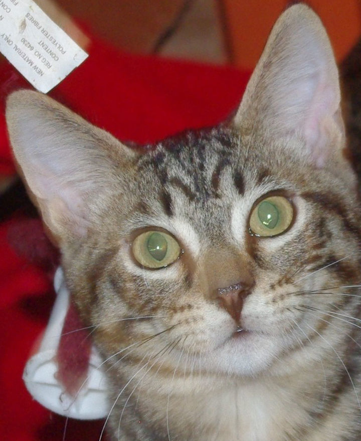 Pets of the Week: Mickey
